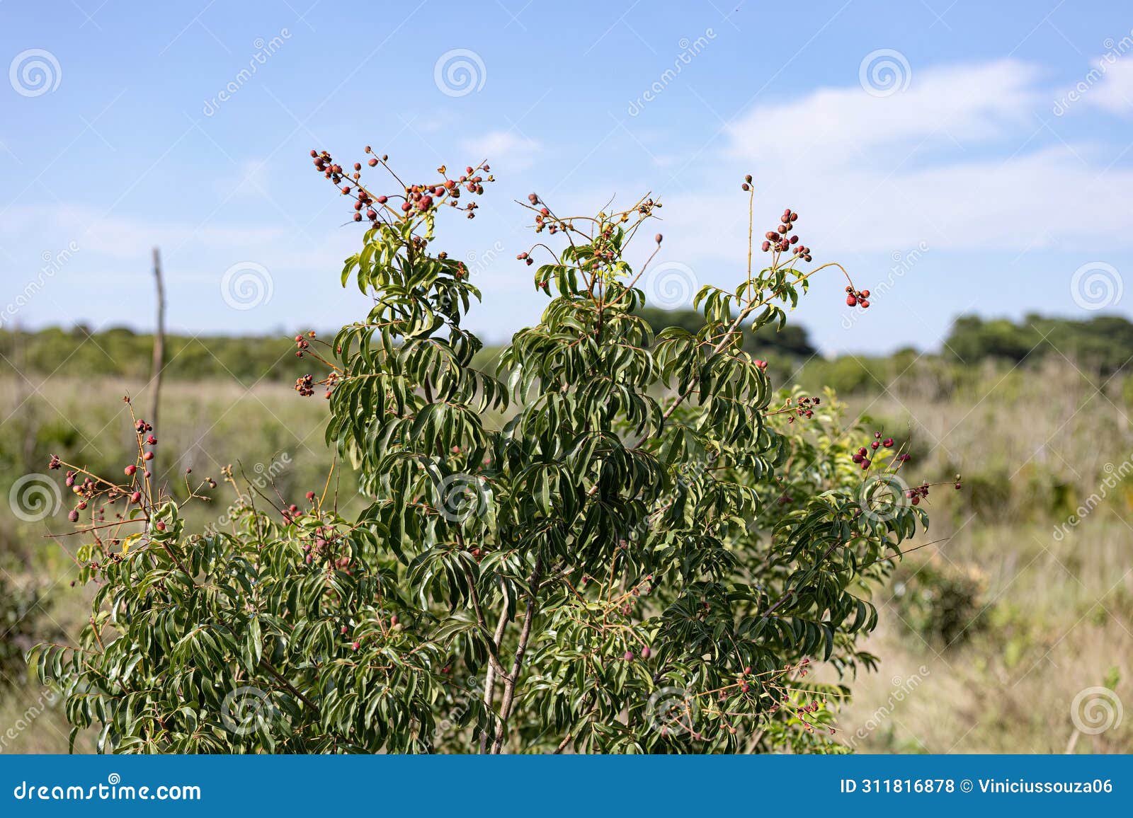 small red berries of angiosperm plant