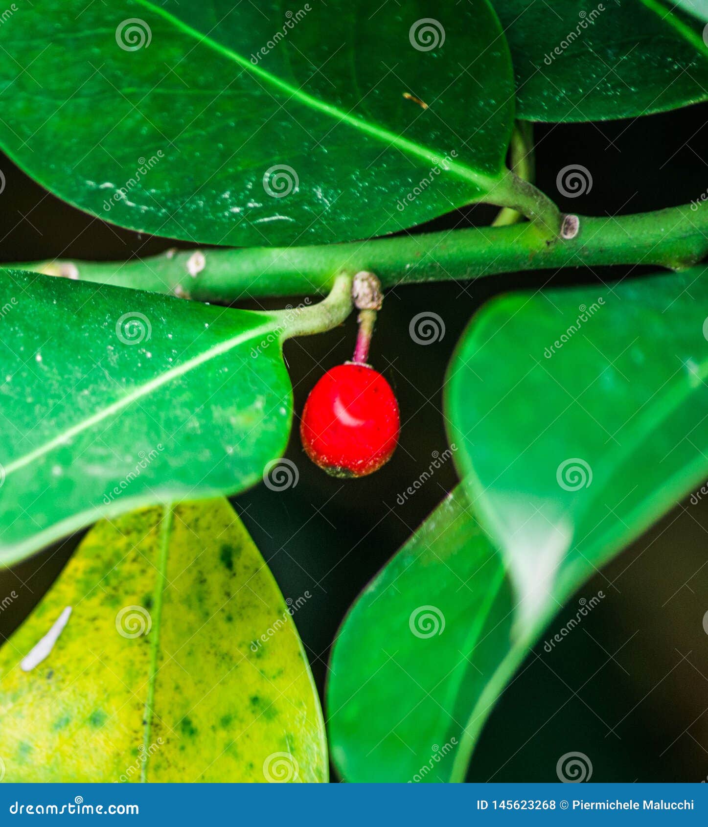 My Image 30