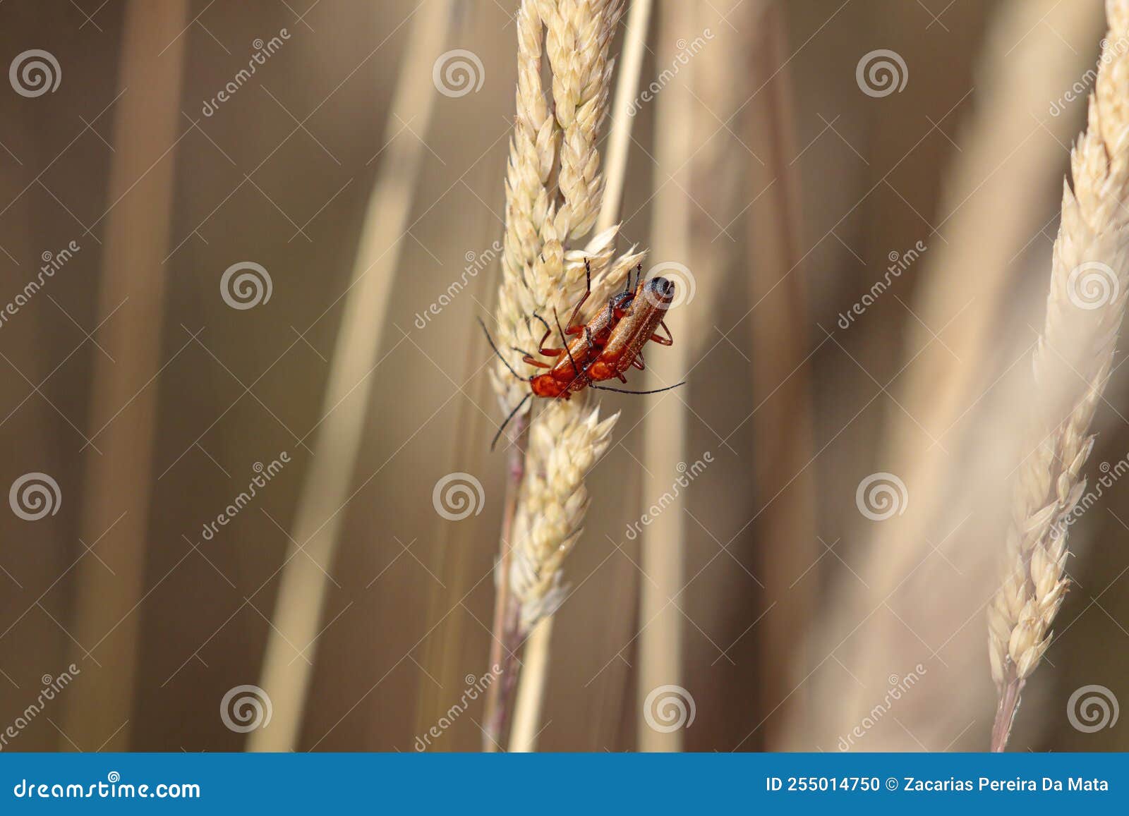 Samall red bug mating stock photo. Image of outdoor 255014750