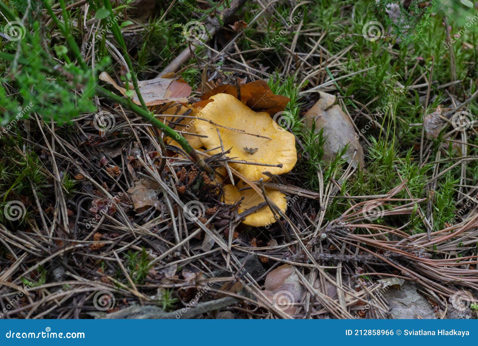 Small Red Chanterelle Mushrooms Hide in Moss, Fallen Needles and