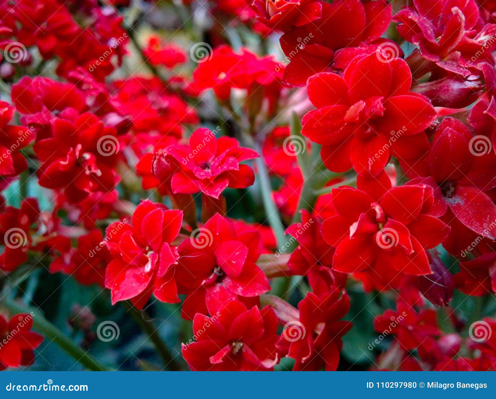 flowers red kalanchoe blossfeldiana pÃÂ¶llnitz