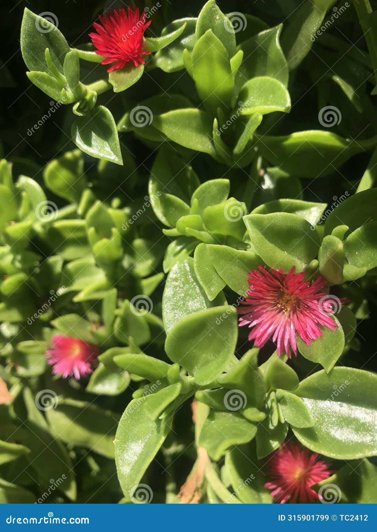 small red flowers of the plant aptenia cordifolia schwantes