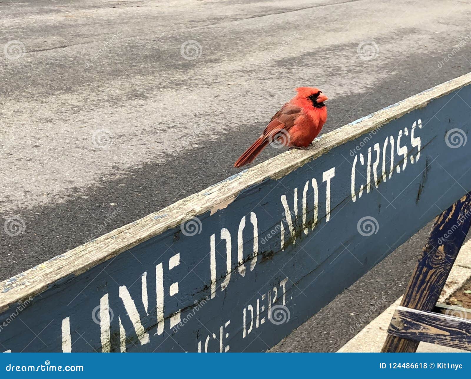 small red robin bird perched on police sign do not cross barricade fence