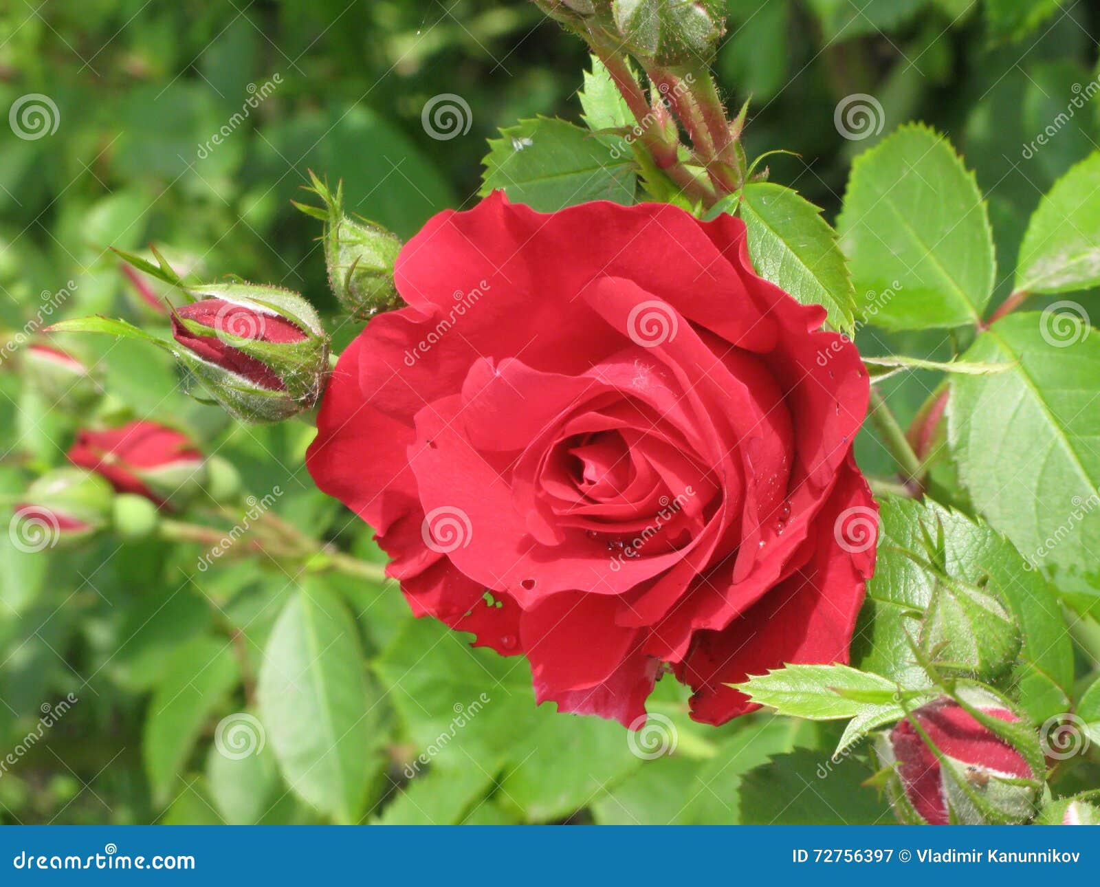 Small red rose stock image. Image of summer, bouquet 72756397