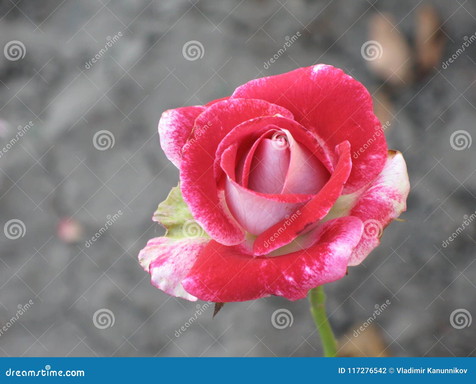 Small Red Rose Stock Photo Image Of Bush Little Flowerbed 117276542