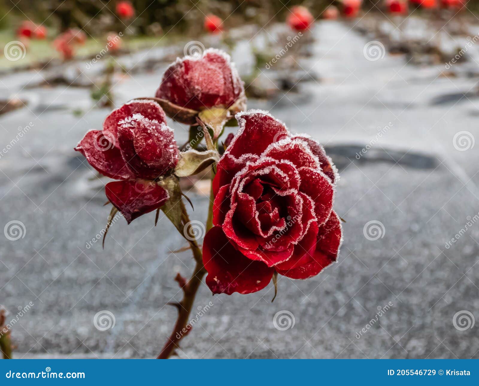 Small Red Rose Plant Covered with Morning Frost in Early Winter. Macro Shot  of Beautiful Frozen Ice Crystals on Rose Petals Stock Image - Image of  covered, floral: 205546729