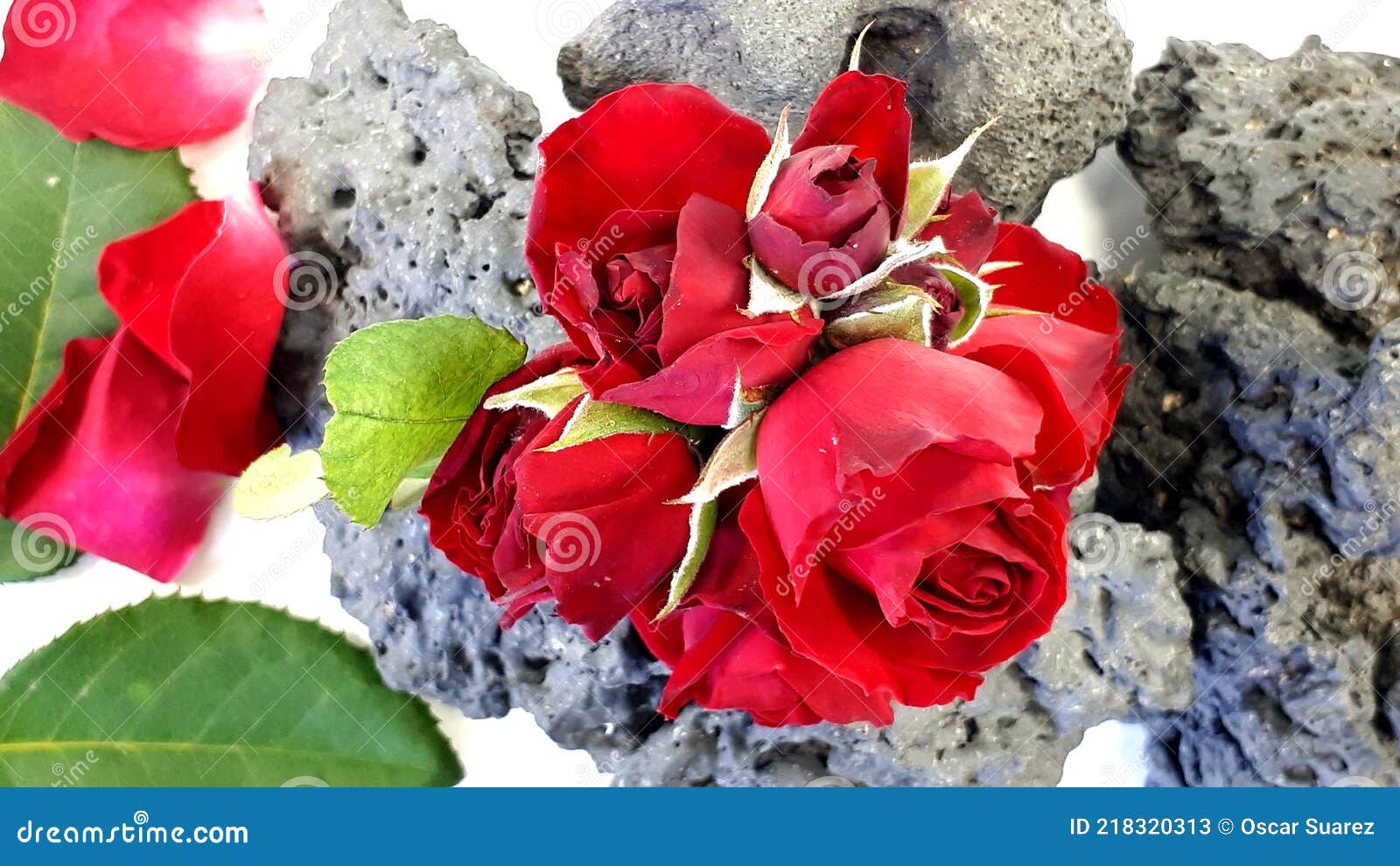 Roses, Black Roses, Red Roses, Rotten Roses, Aesthetic Roses, Expensive