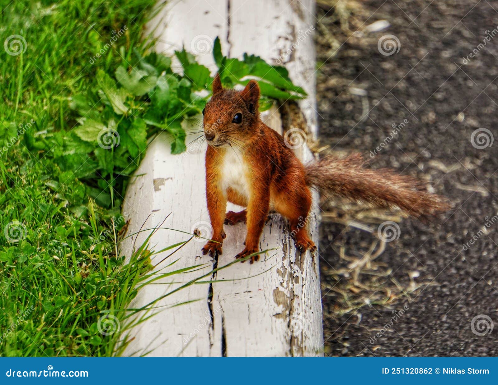 Small Red Squirrel by the Parking Lot Stock Photo Image of parking