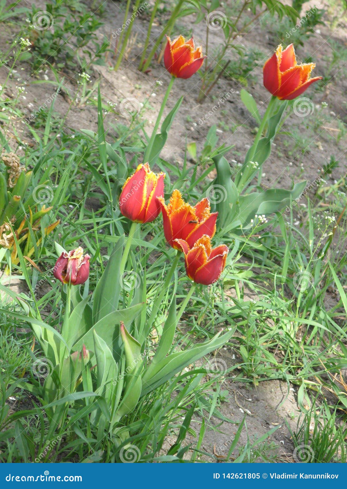 Small Red-yellow Fringed Tulip Flowers Stock Image - Image ...