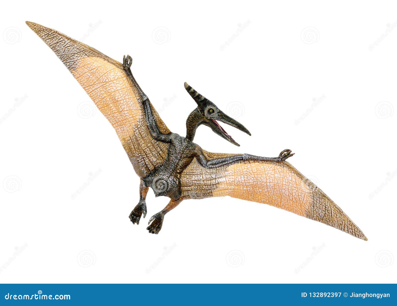 Pteranodon Pterodactyl Dinosaur on White Background Stock Photo - Image of  background, gigantic: 139129966