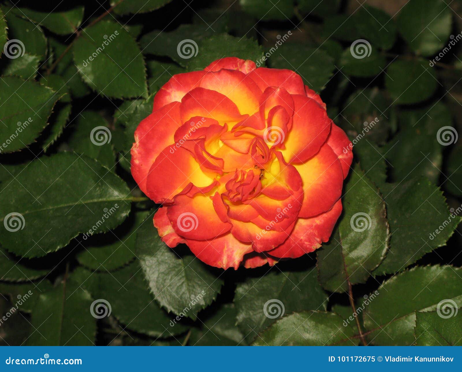 A small red-yellow rose stock image. Image of redyellow - 101172675