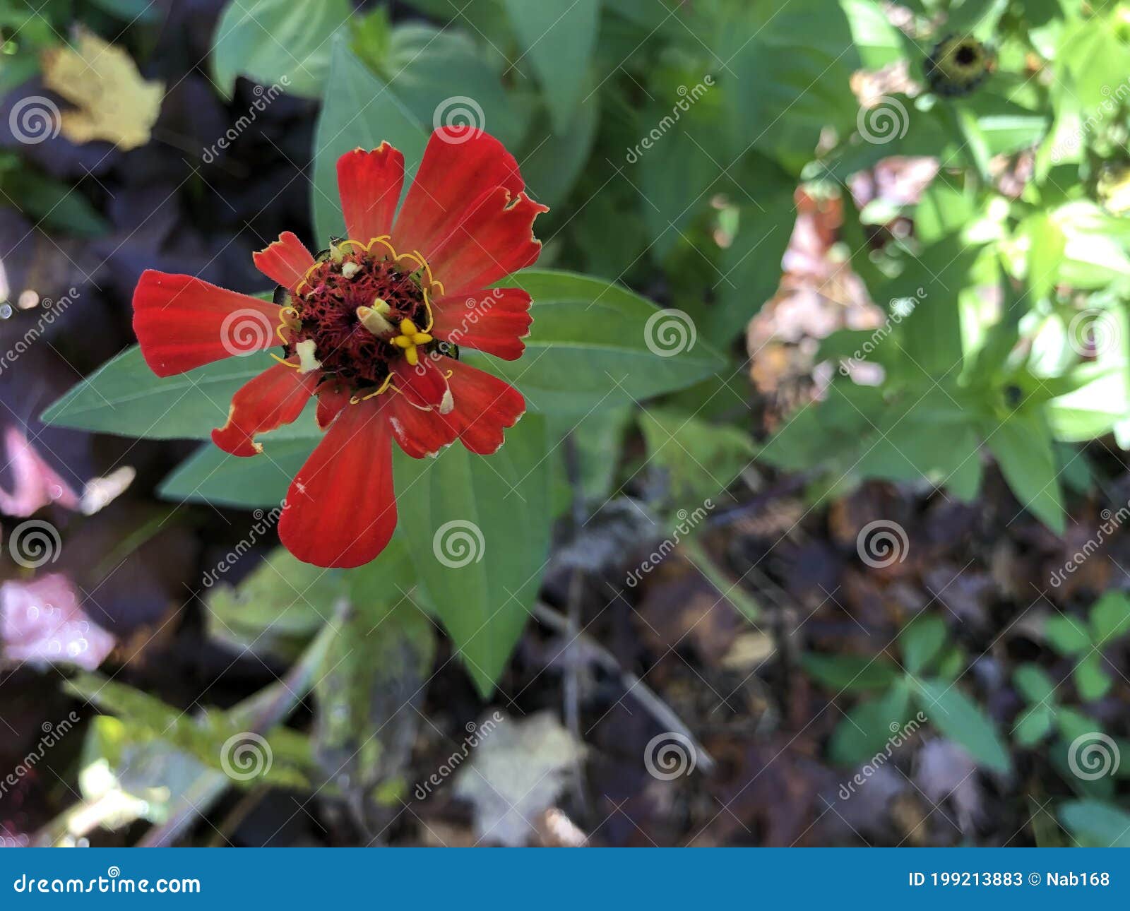 a small red zinnia missing most petals