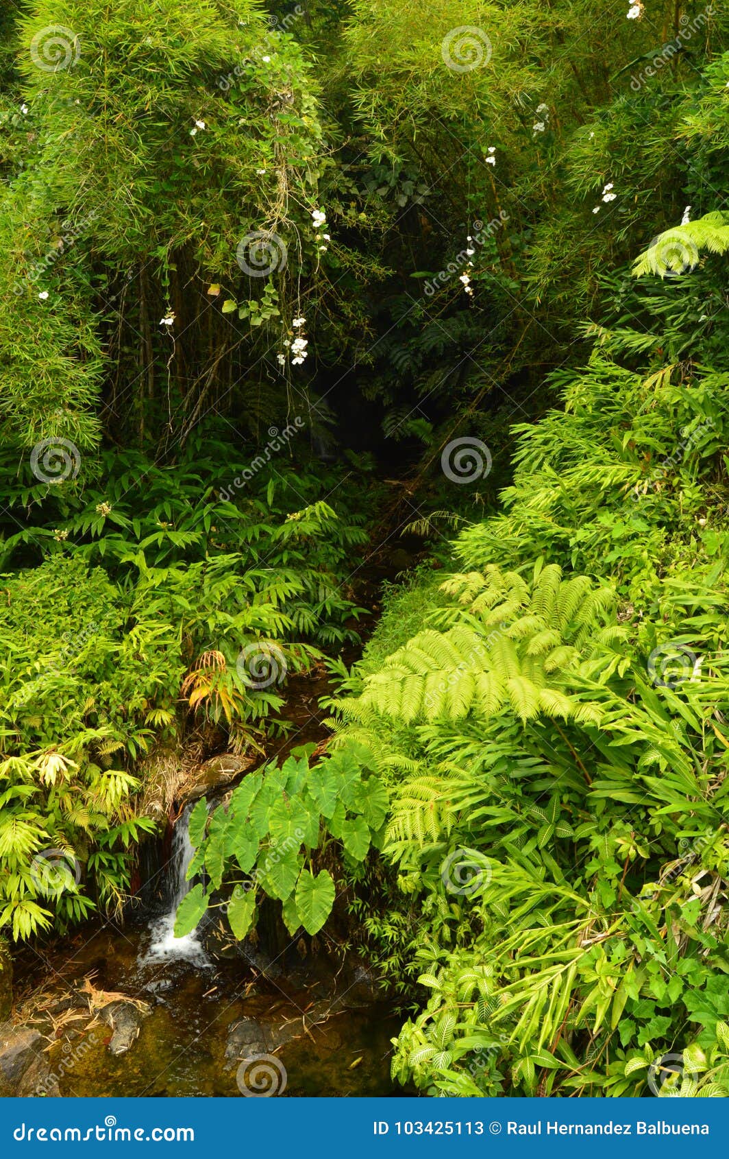 small river in the hawaian jungle.