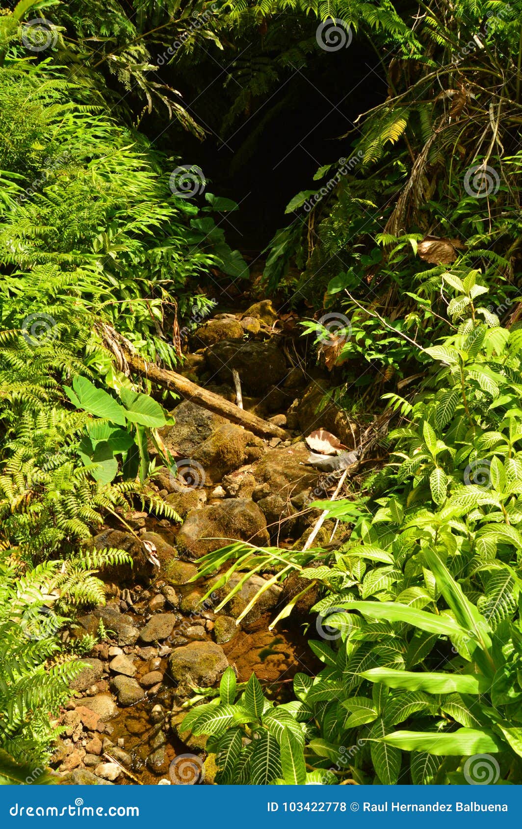 small river in hawaii jungle.