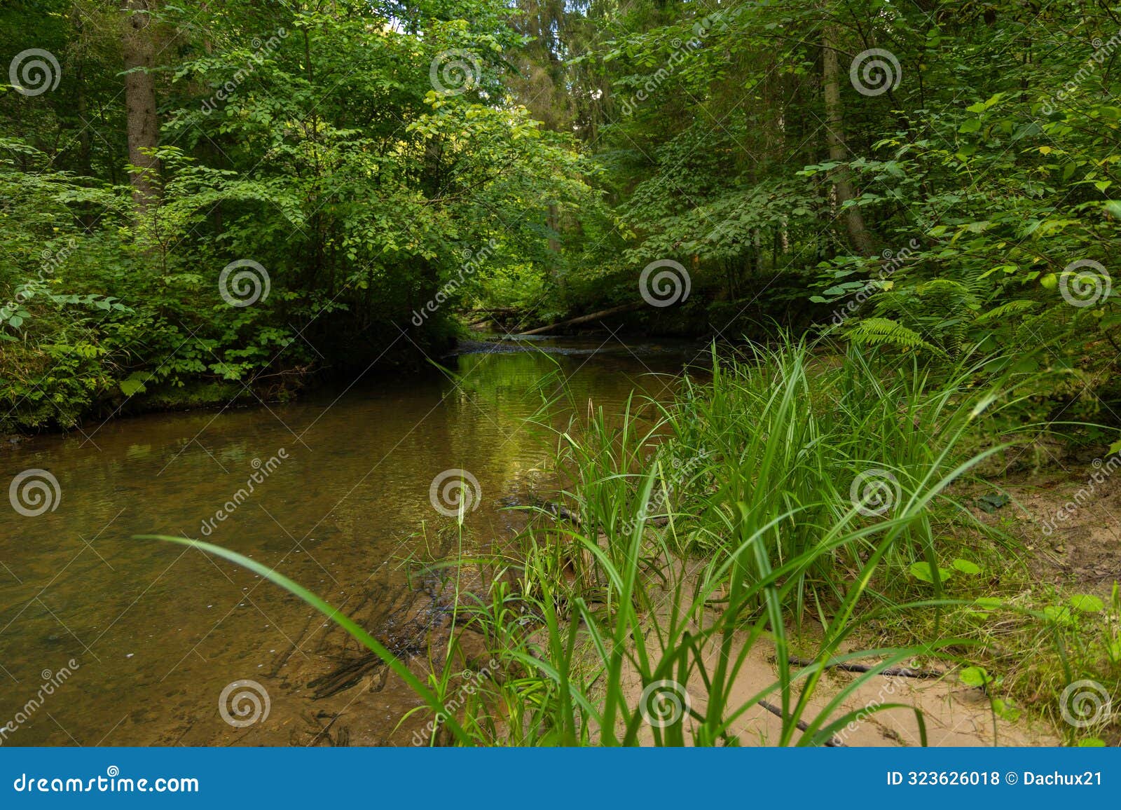 a small river stream flowing through the forest with lush green grass on the banks.