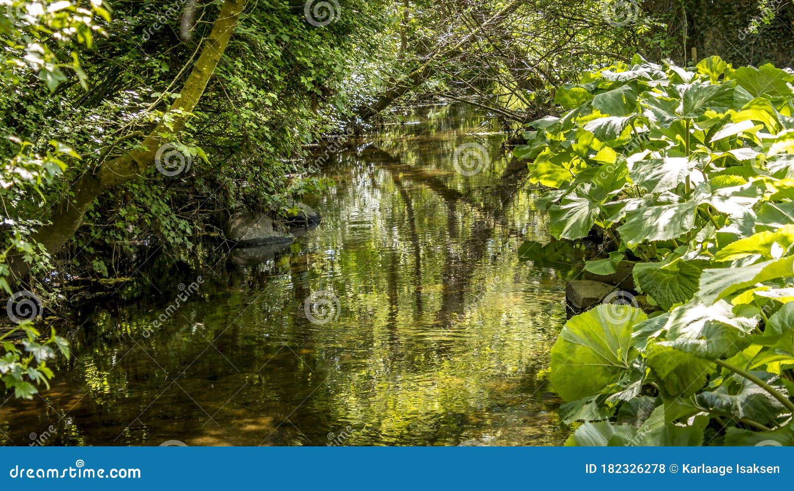 A Small River Surrounded By Green Plants And Trees Stock Photo   Image