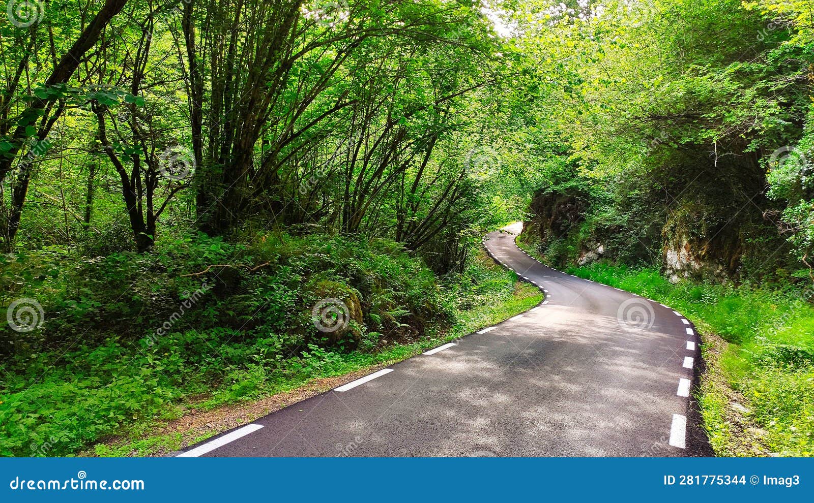 a small road through a forest from la marea to el moru, pilona municipality, asturias, spain, europe
