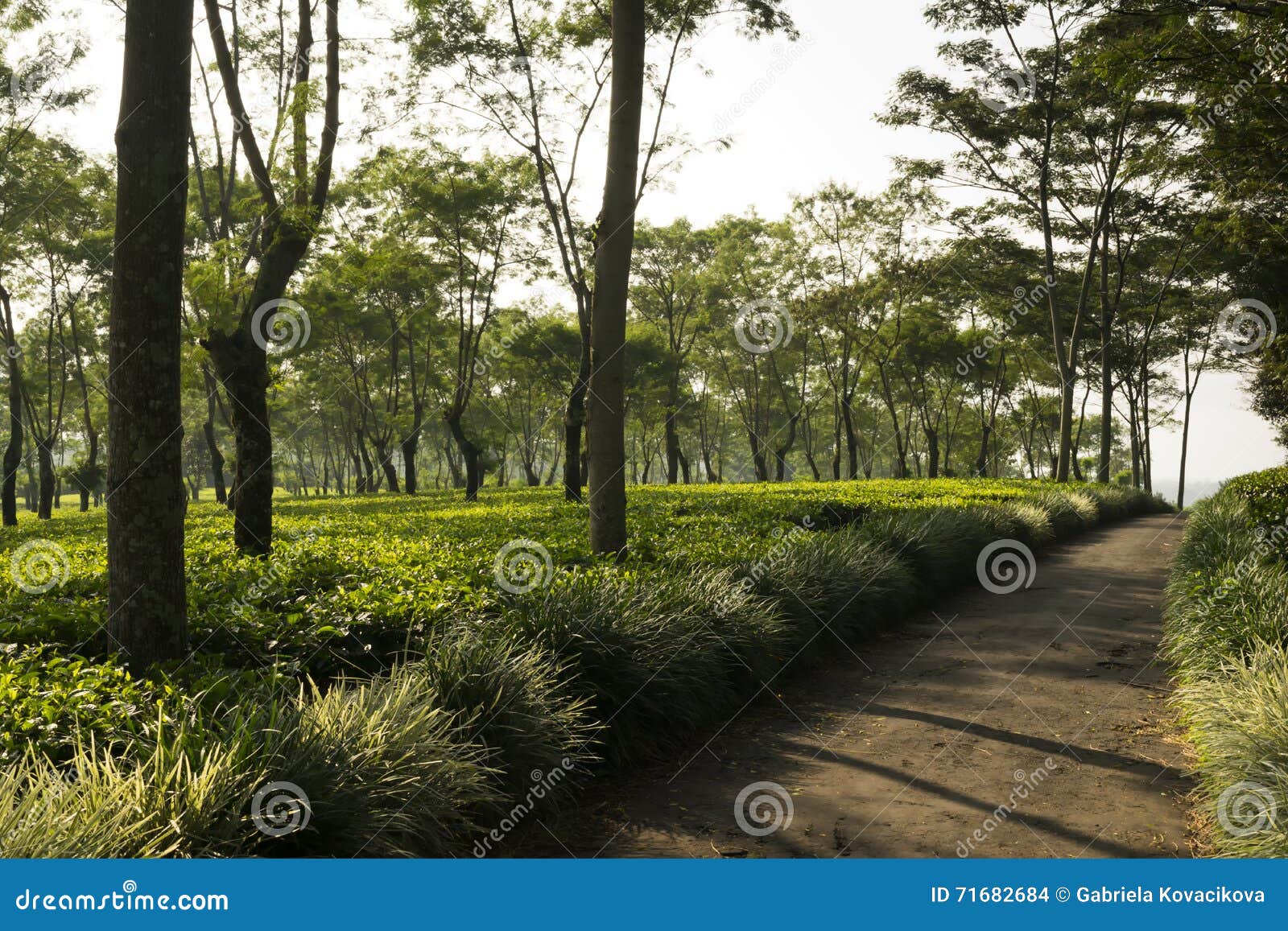 Small Road in the Middle of the Tea Plantation Stock Photo Image of growth, highland 71682684