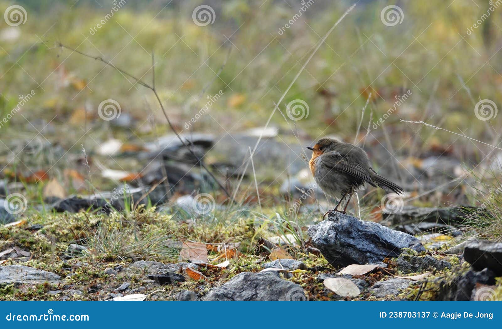 small robin on fugelsteg walk above fortun in autumn in norway