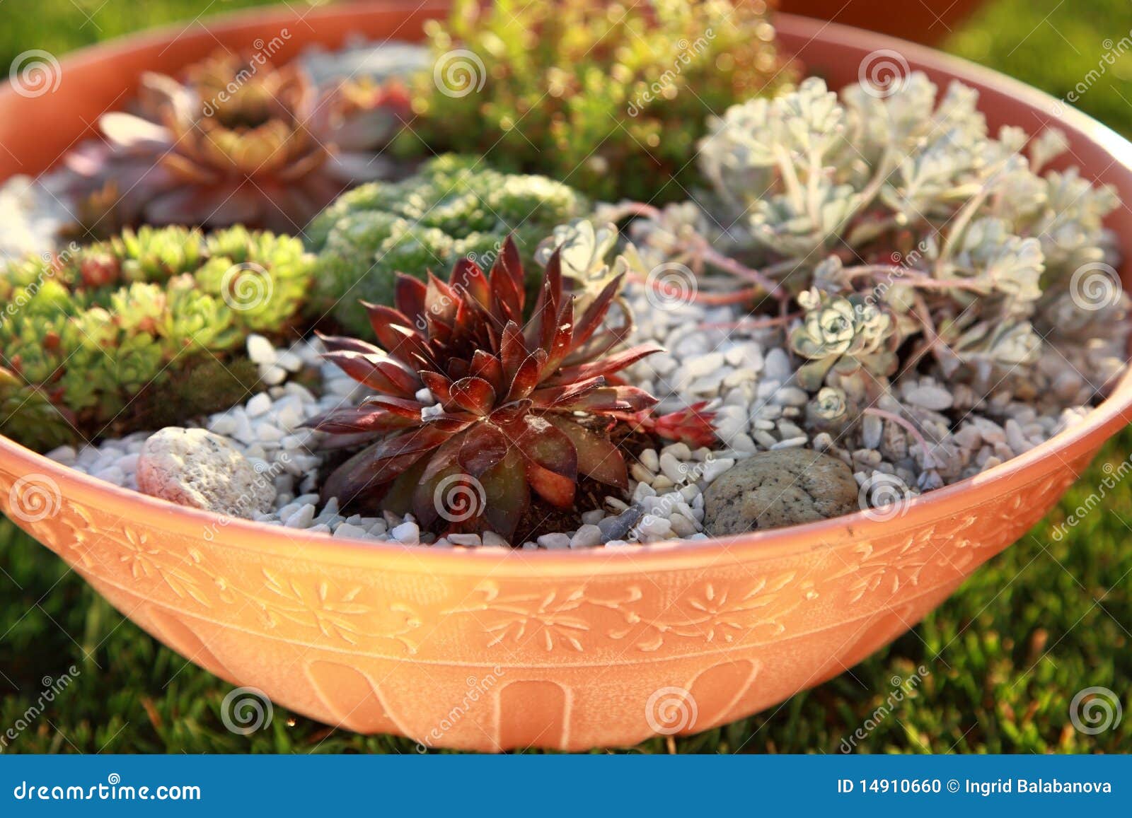 Small Rock Garden Stock Photo Image Of Alpine Balcony 14910660