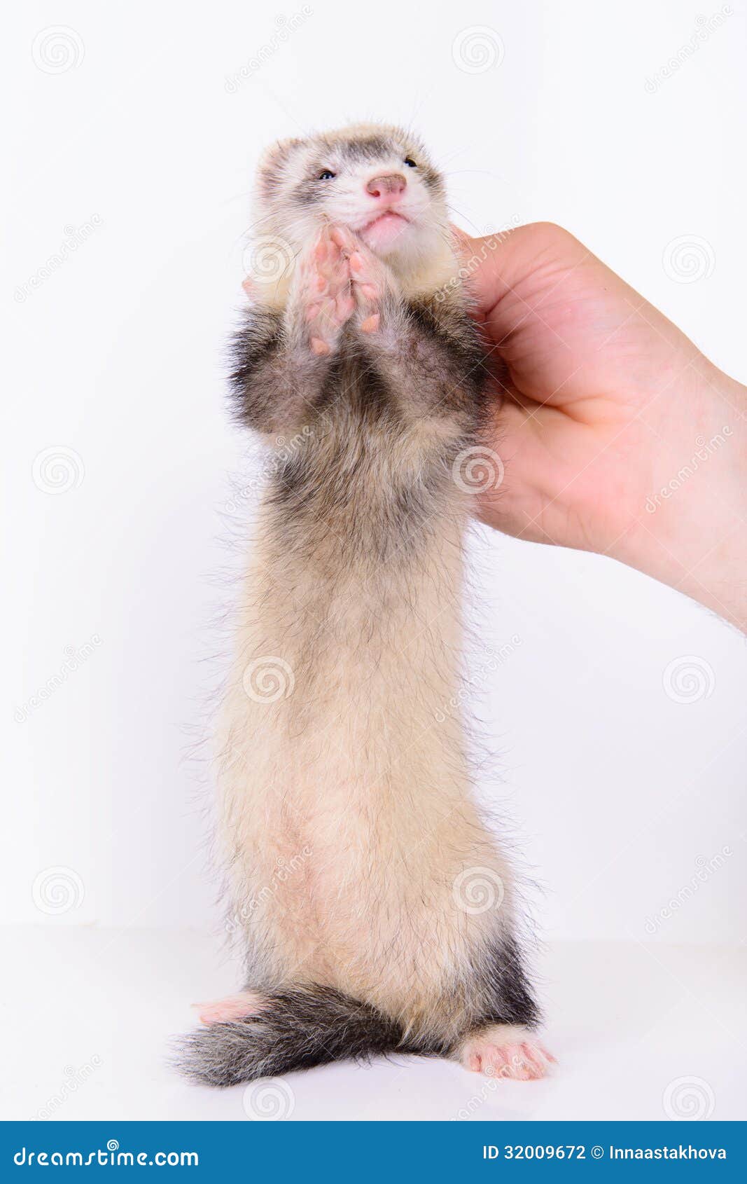 Small rodent ferret stock photo. Image of little, clutches 32009672