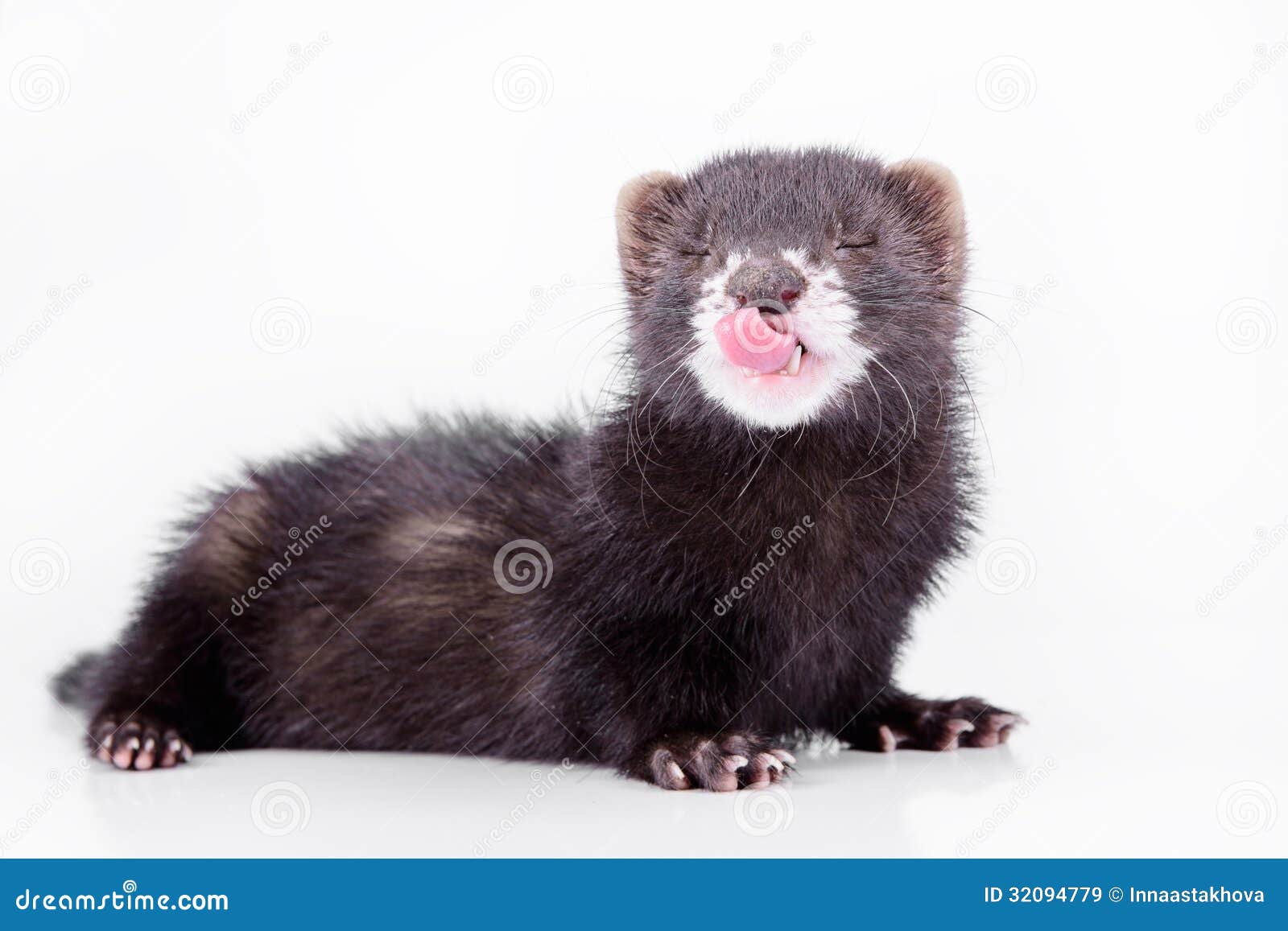 Small rodent ferret stock image. Image of rodent, mammal 32094779