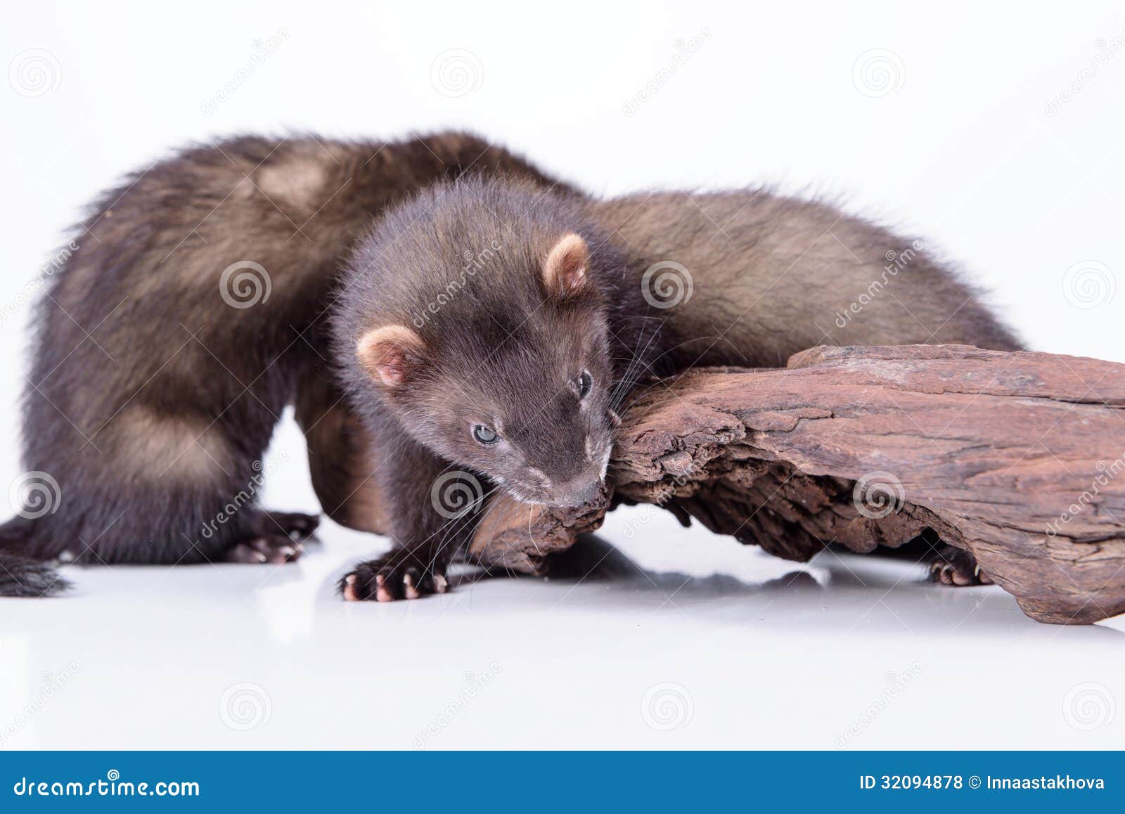 Small rodent ferret stock photo. Image of animal, isolated 32094878