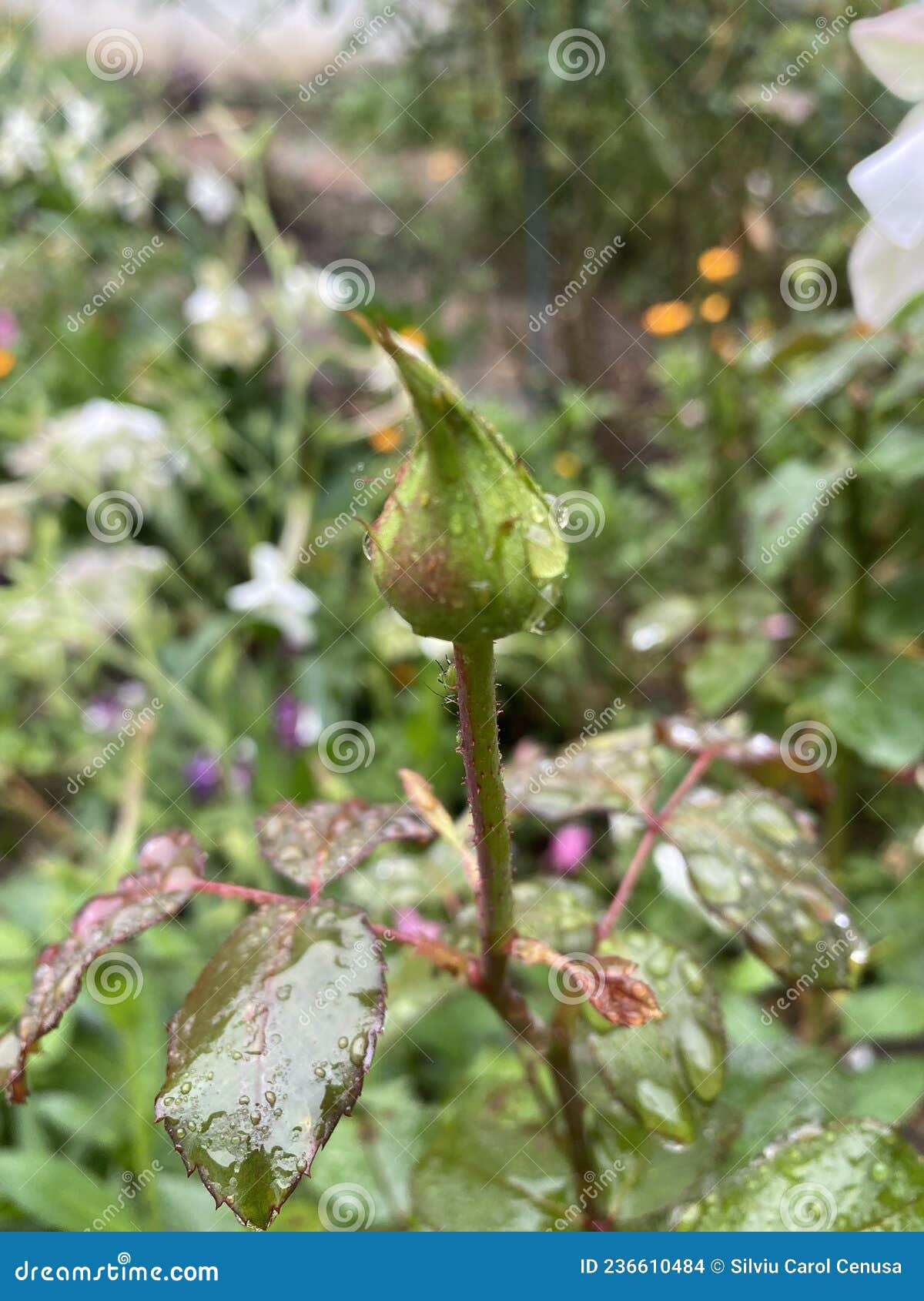 Small Rosebud with Water Drops Closeup View with Focus on Foreground
