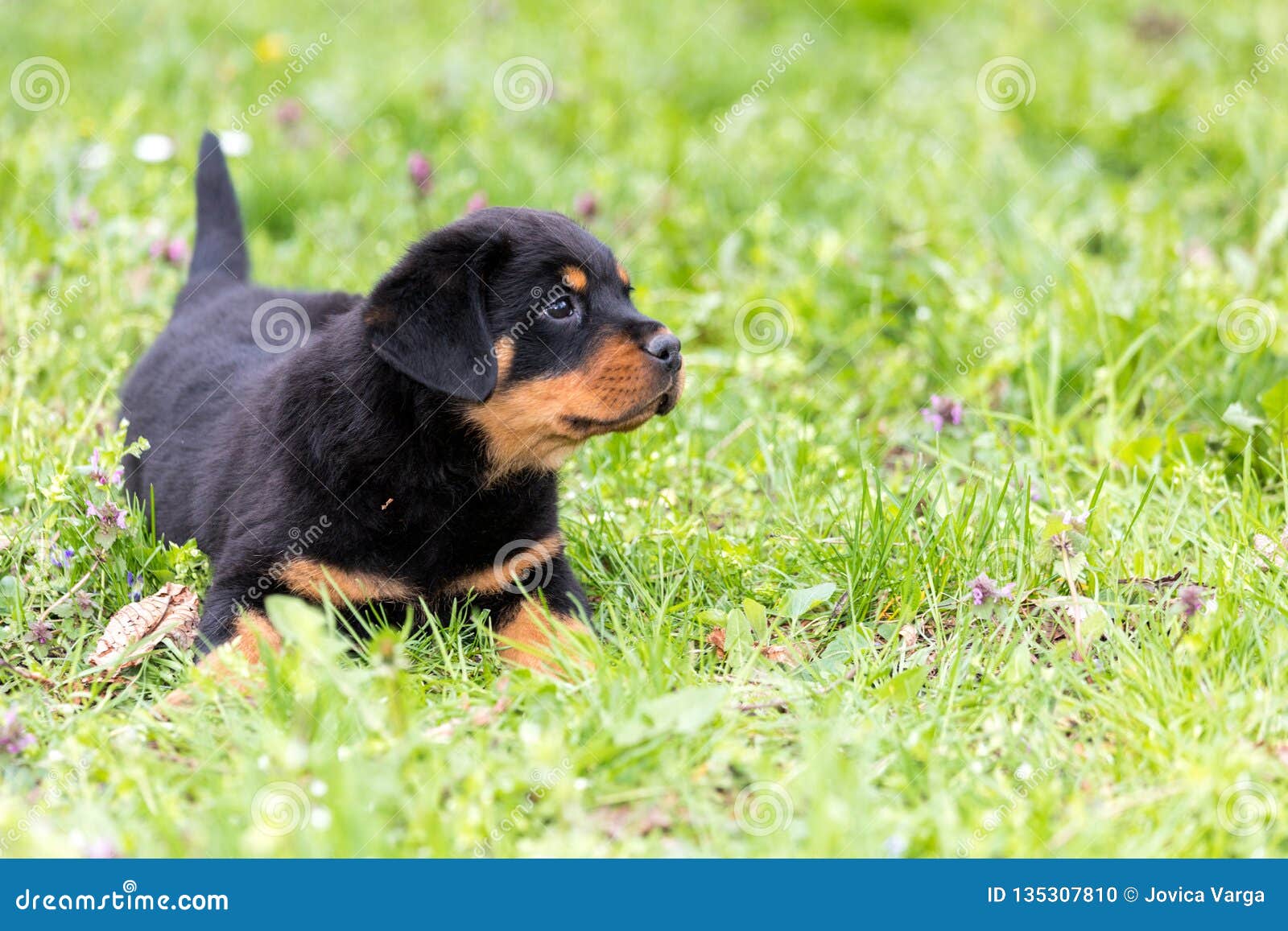 rottweiler small puppy