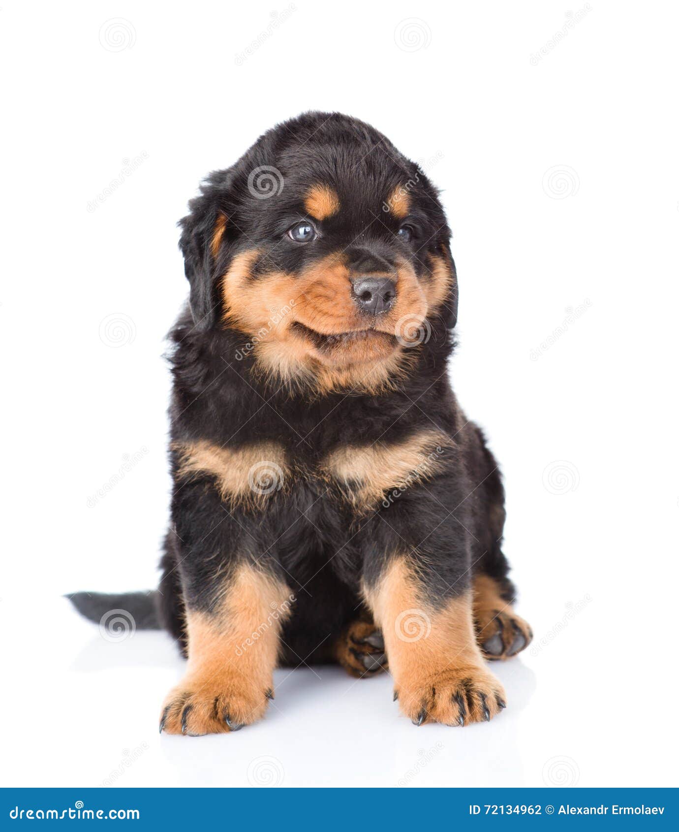 small rottweiler puppy