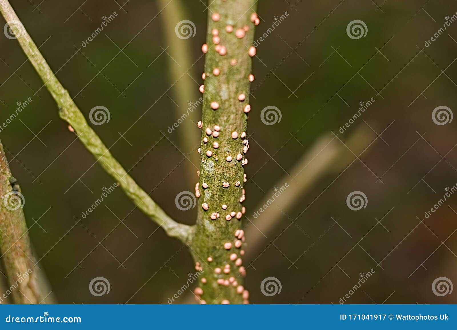 Small Orange Balls Growing on a Tree Stock Image Image of trees