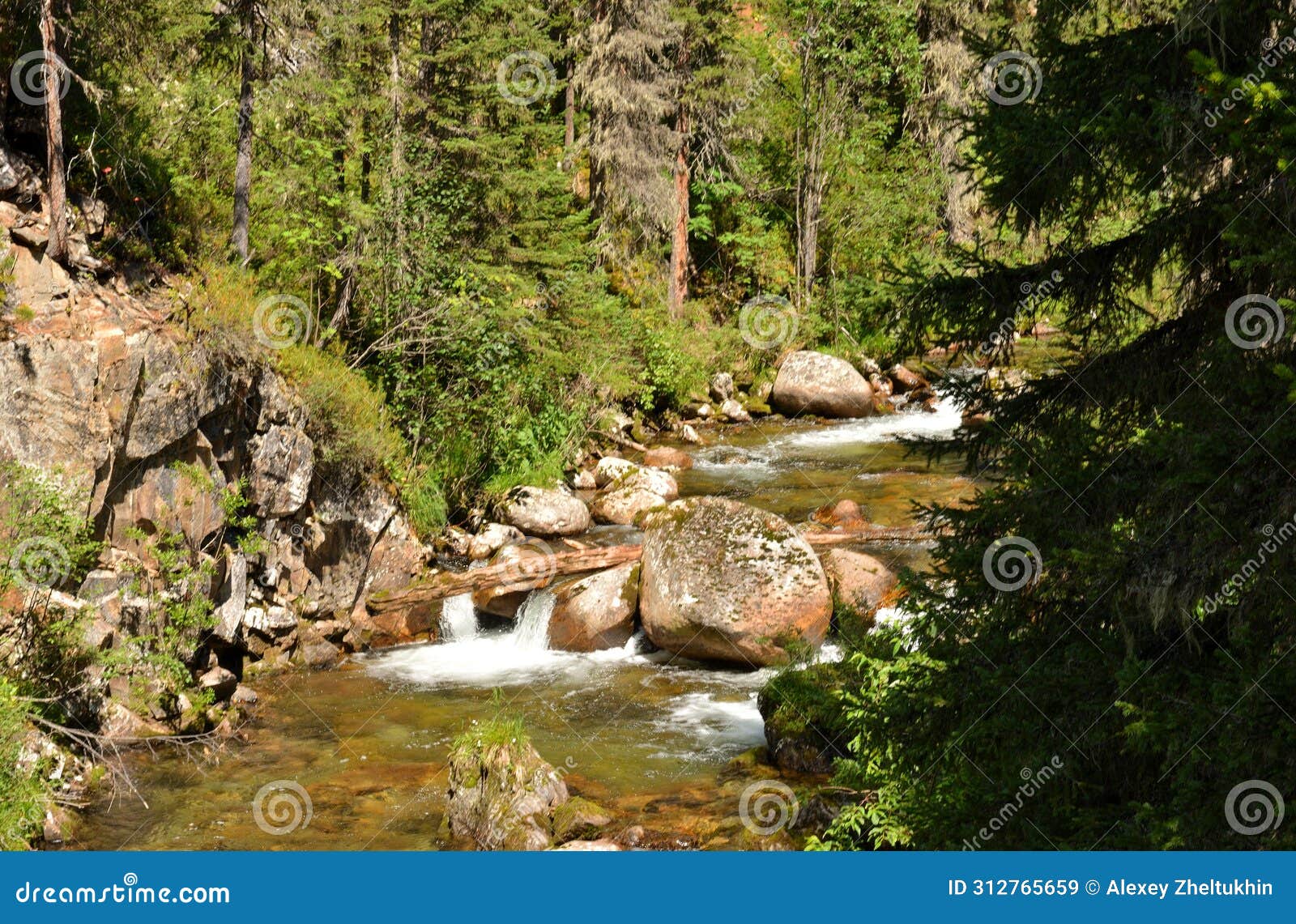a small rushing mountain stream flows through a dense coniferous forest, skirting stones and fallen trees on a sunny summer day