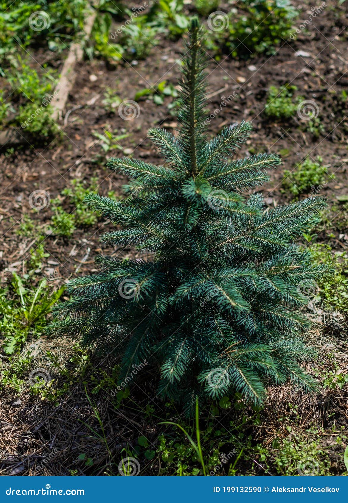 Small Sapling Coniferous Green Blue Spruce Tree Grows On Ground With Grass Siberian Nature Plant Stock Photo Image Of Background Ground