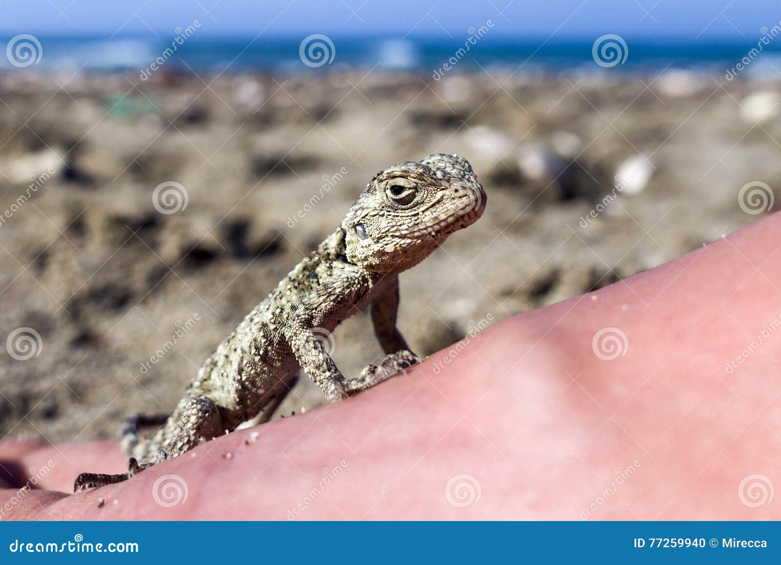 small saurian (close-up) on the sea shore