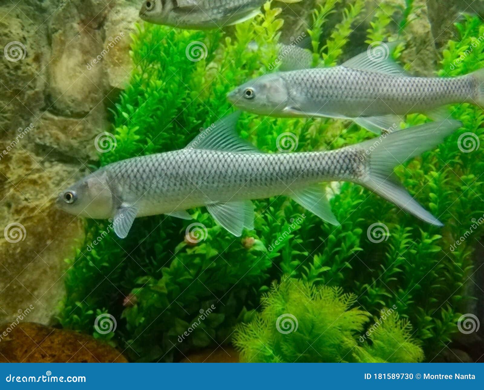 Mud Minnows Stock Photos - Free & Royalty-Free Stock Photos from Dreamstime