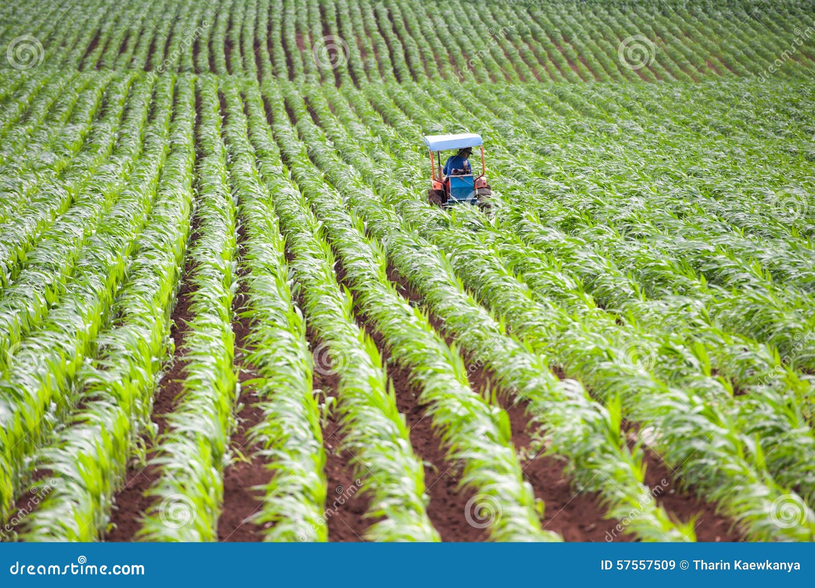 Small scale tractor stock image. Image of plowing, ploughing 57557509