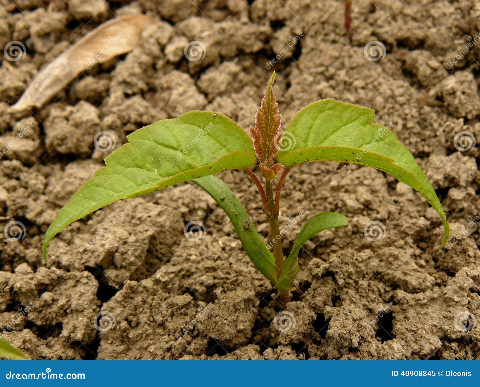 Small Seedling of Ashleaved Maple Stock Image Image of leaves
