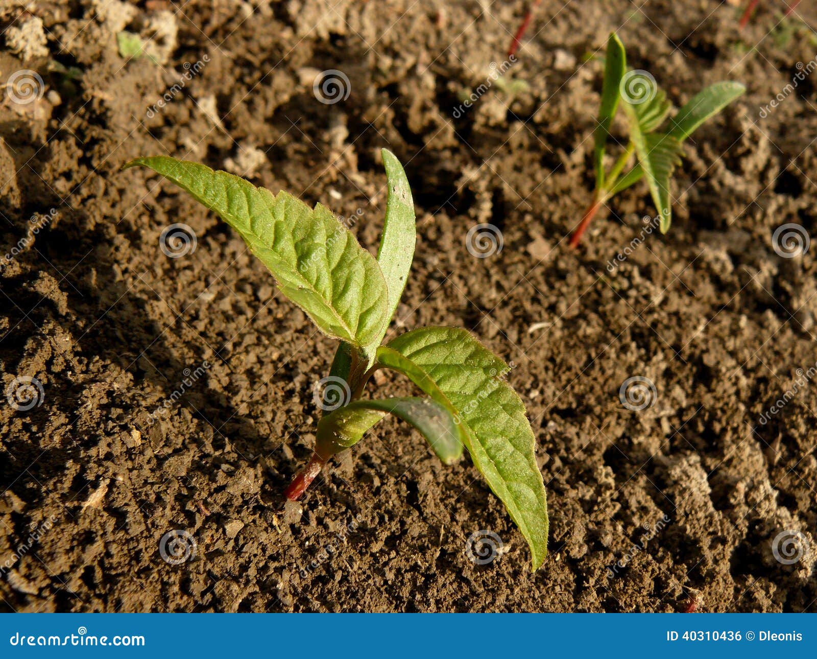 Small Seedlings of Ash Leaved Maple Stock Photo Image of cultivate