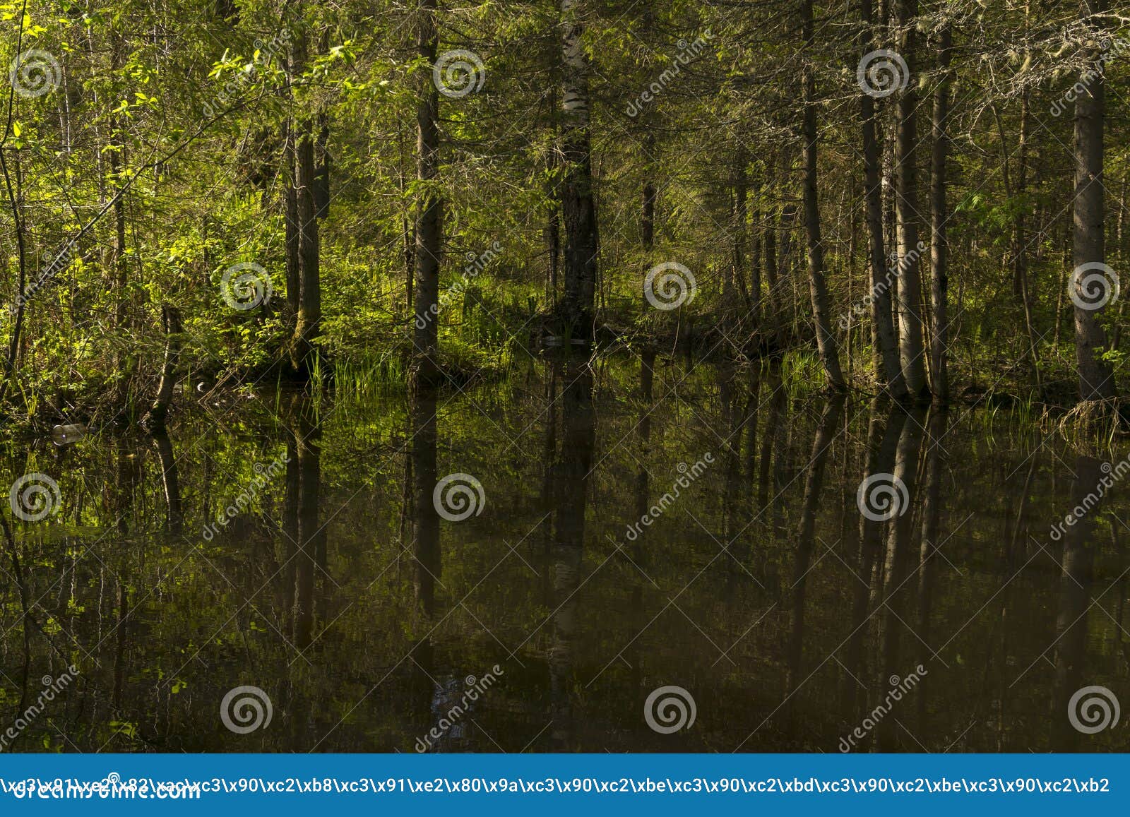 small forest lake in the shade of trees