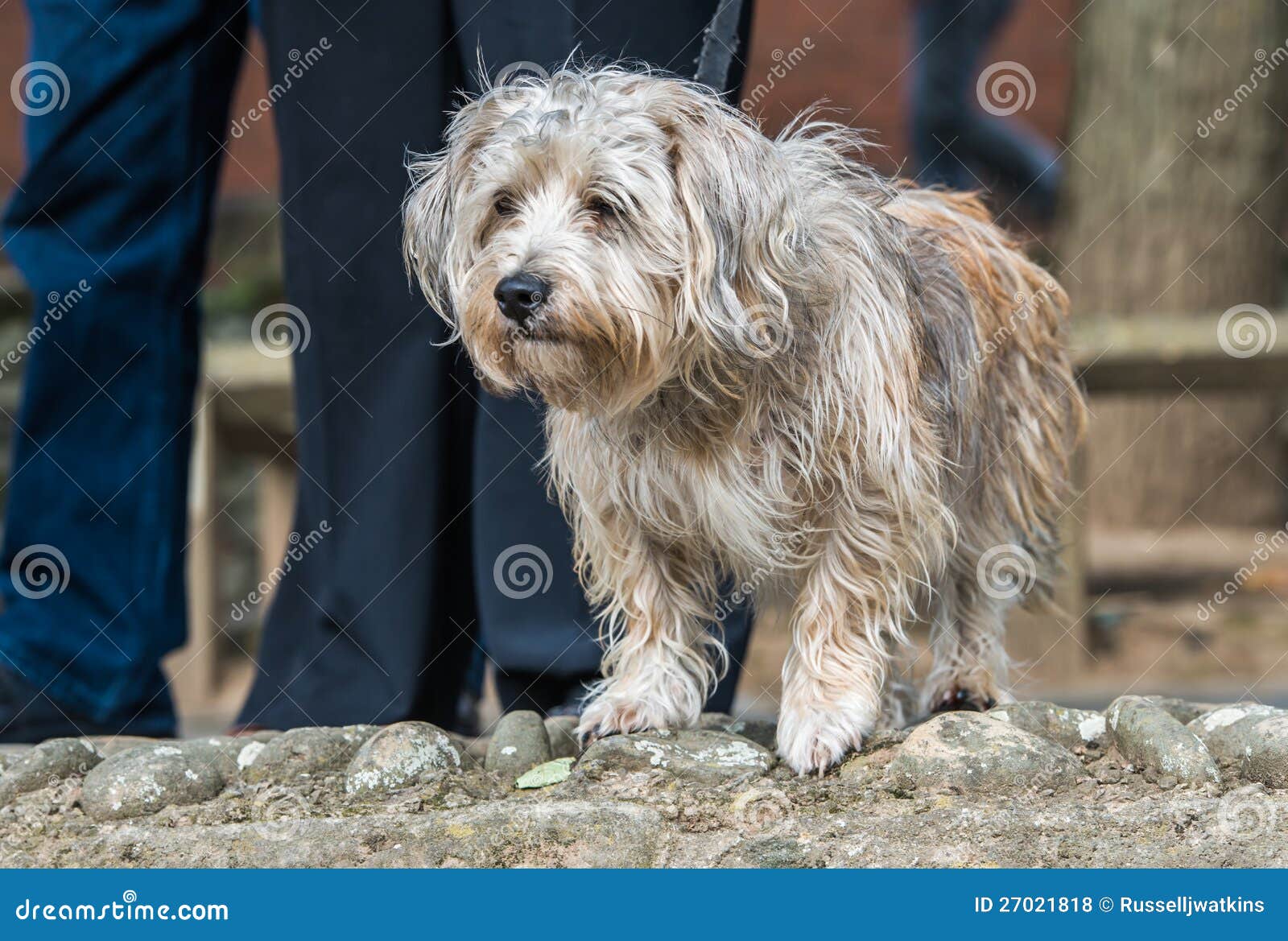 Small Shaggy Dog Stock Photo Image Of Format Alert 27021818