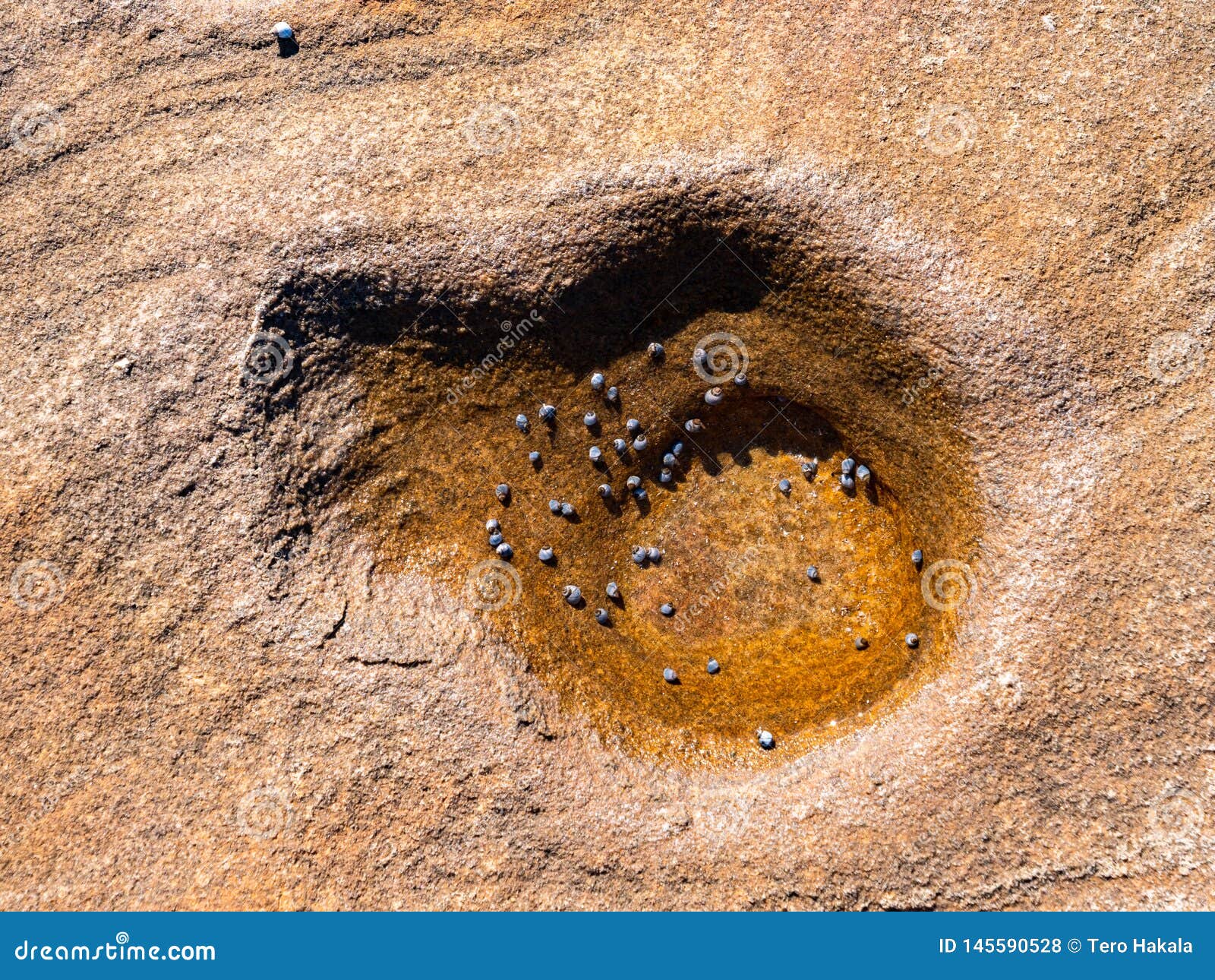 Small Shells in a Round Hole in Reddish Rock on a Beach Stock Photo