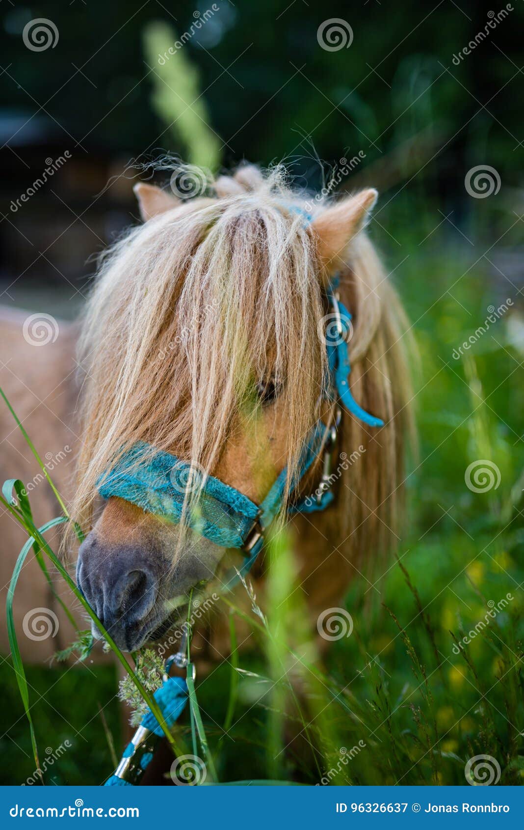 Small Shetland Horse Eating Clover in a Field Stock Image Image of