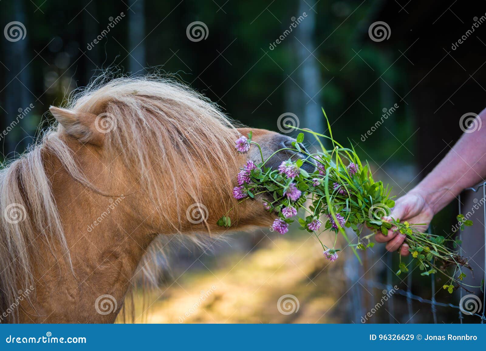 Small Shetland Horse Eating Clover from a Hand Stock Image Image of