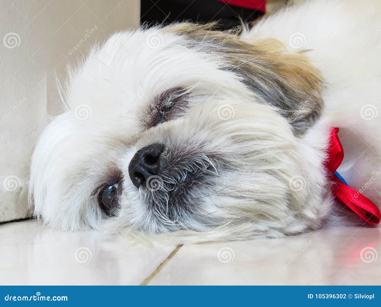 Small Shih Tzu Lying Down, almost Sleeping Stock Photo Image of