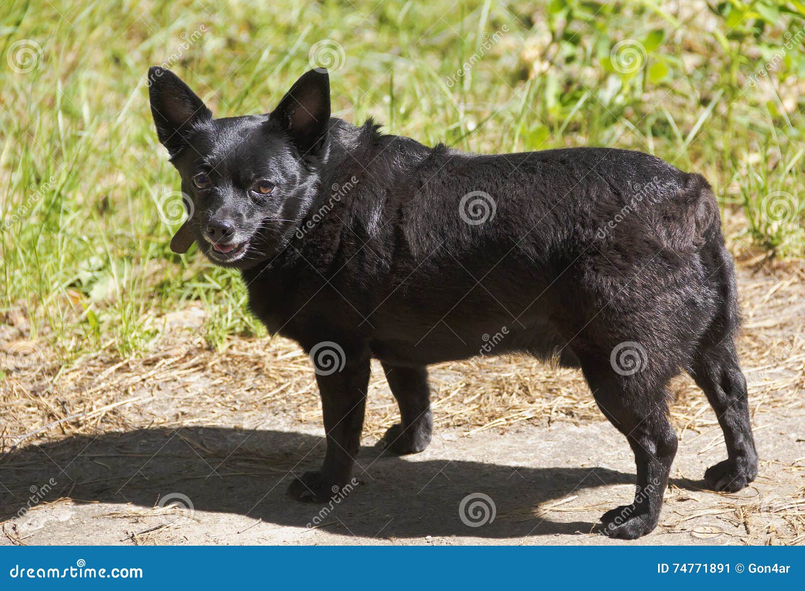 Small Short-haired Black Dog on a Walk. Stock Image - Image of watch, hair:  74771891