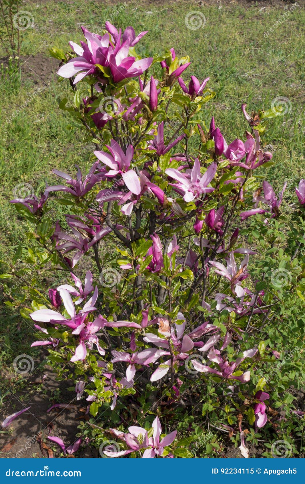 small shrub of magnolia liliiflora in full bloom