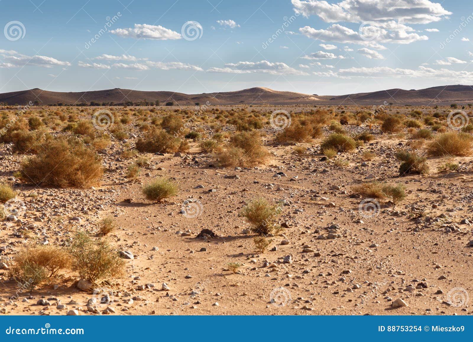 Small Shrubs in the Sahara Desert Stock Photo Image of sahara, nature
