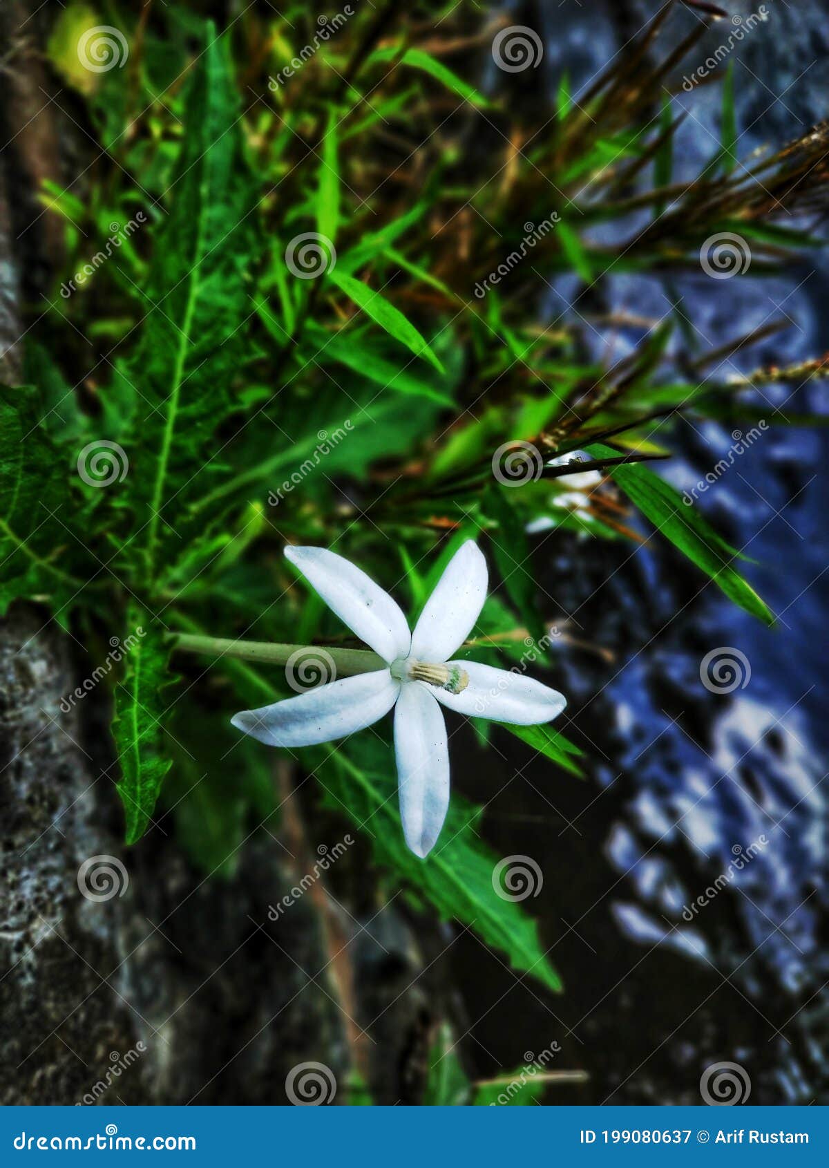 Small Size Flower with Beautiful White Petals Stock Image Image of