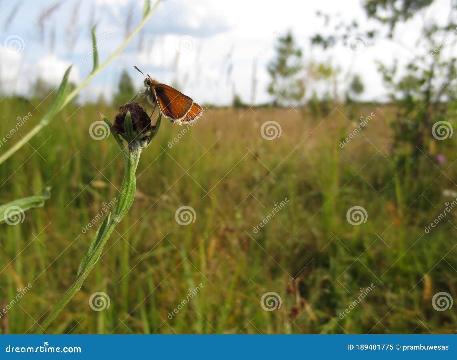 the small skipper (thymelicus sylvestris) on a bud of brown knapweed (centaurea jacea) in the field