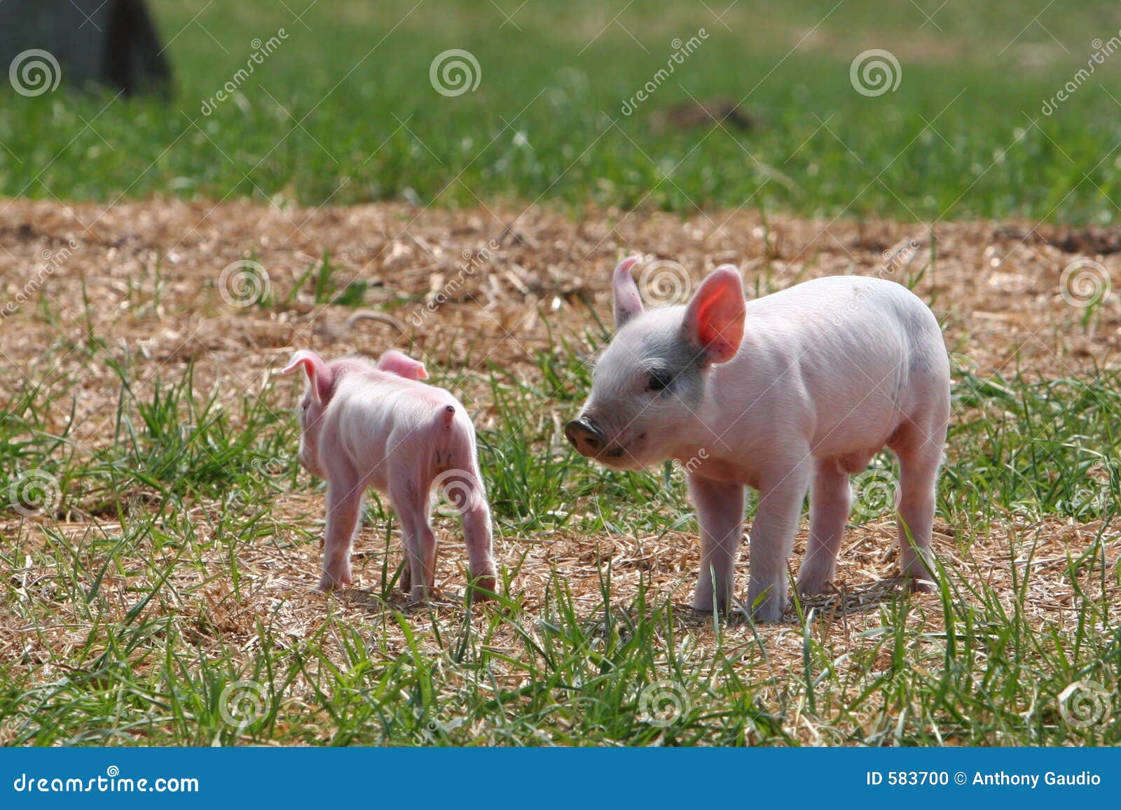 Small and Smaller stock photo. Image of pink, farmer, piglets - 583700